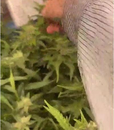 Семена сорта Godzilla Cookies Auto fem (Herbies Seeds)