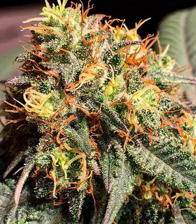 Семена сорта LA Confidential Autoflower fem (Семяныч)
