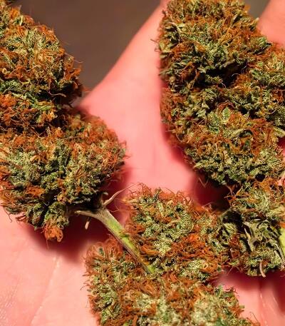 Семена сорта LA Confidential Autoflower fem (Семяныч)