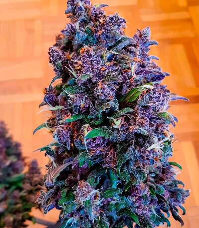 Семена сорта Green Poison Auto fem (Семяныч)