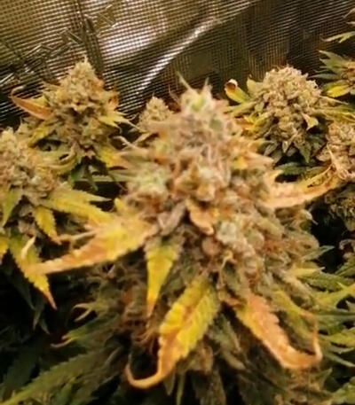 Семена сорта Purple Punch F1 fem (Seedkeepers)