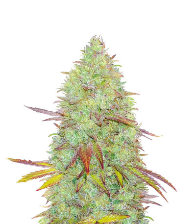 Микс семян конопли Indica Mix fem (Herbies Seeds)