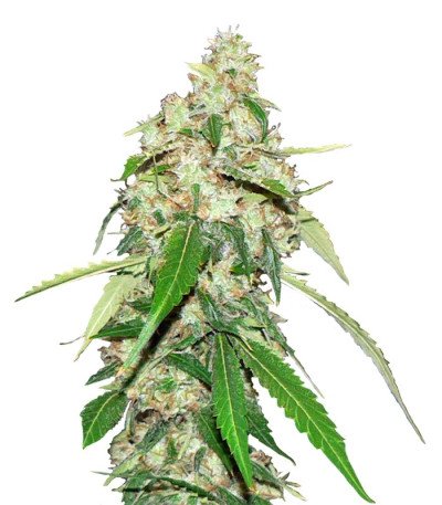Семена сорта Top Dawg fem