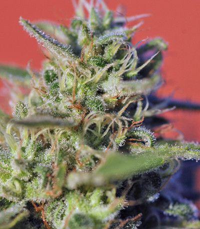 Семена сорта Wild Rose fem (Sweet Seeds)