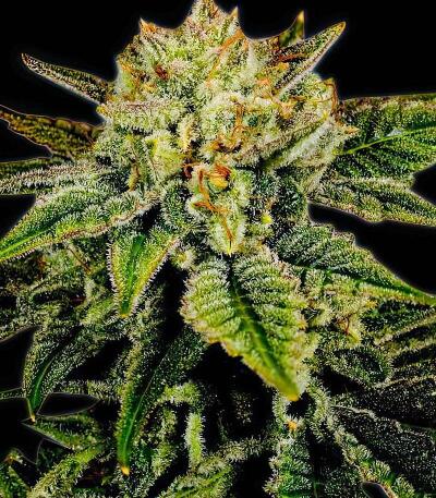 Семена сорта Durban Poison Auto fem (Семяныч)