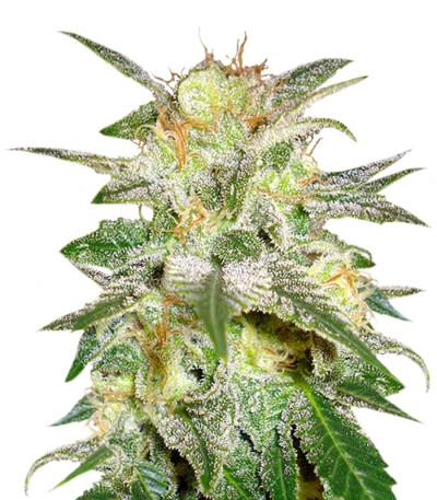 Микс семян конопли Sativa Pure Origin Collection 8 (World of Seeds)