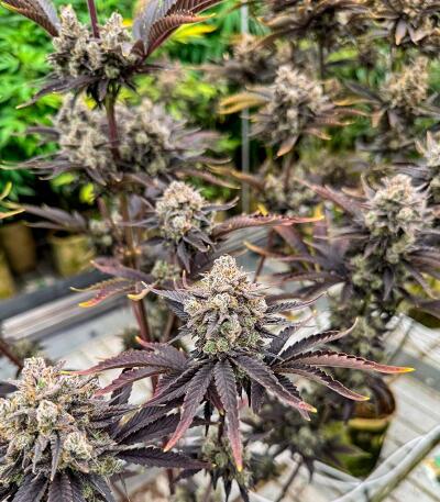 Семена сорта Banana Purple Punch Auto RF3 fem (FastBuds)