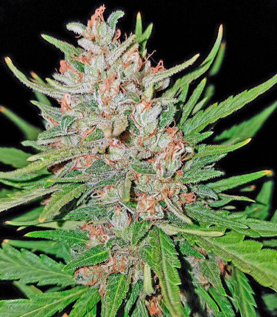 Сорт конопли Blue Kush