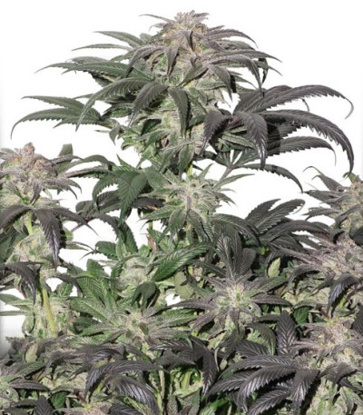 Семена сорта Bubba Island Kush fem (Dutch Passion)