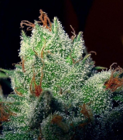 Семена сорта Super Lemon Haze fem (Green House Seeds)