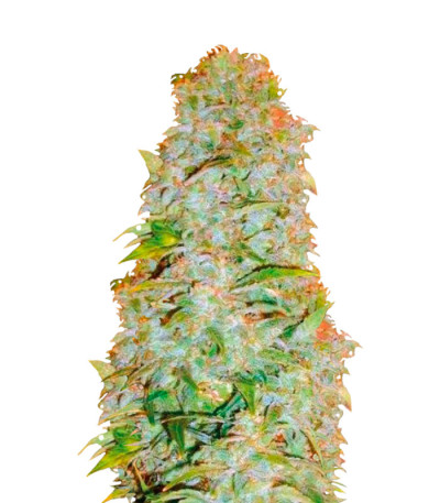 Семена сорта Auto AK-77V fem (Victory Seeds)