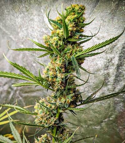 Семена сорта Durban Poison Auto fem (Семяныч)
