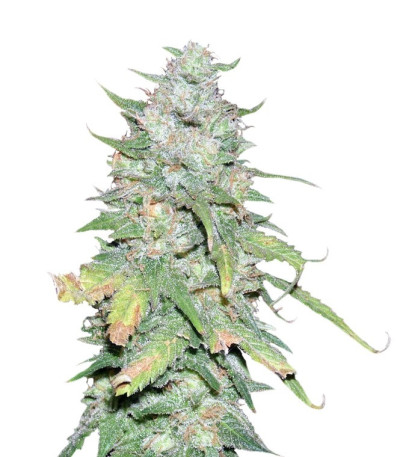Микс семян конопли Medical Collection 8 (World of Seeds)