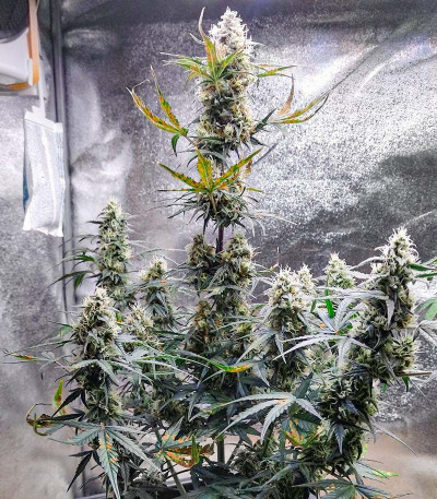 Семена сорта Auto Zkittlez fem (Advanced Seeds)