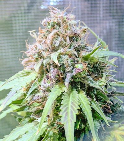 Семена сорта Gorilla fem (Семяныч)