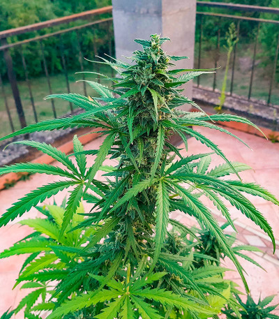 Семена сорта Jet Fuel Mandarine XL Auto fem (Sweet Seeds)