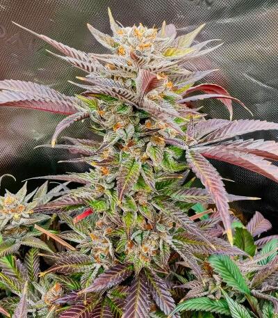 Семена сорта Jokerz fem (7CH American)