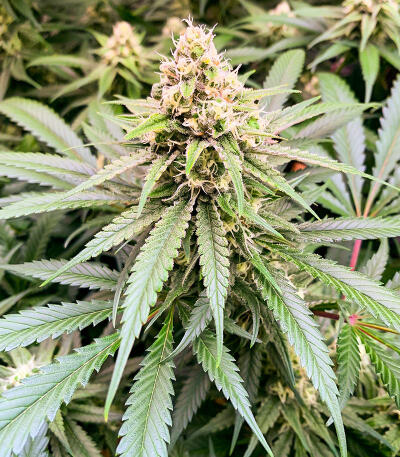 Семена сорта Gorilla Glue #4 Fast Version fem (Easy Grow Seeds)