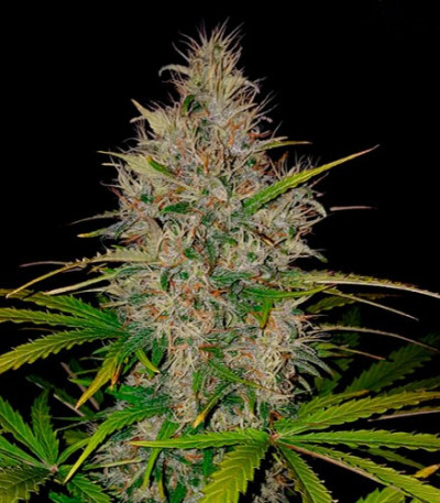 Семена сорта Berries & Cheese fem (Sumo Seeds)