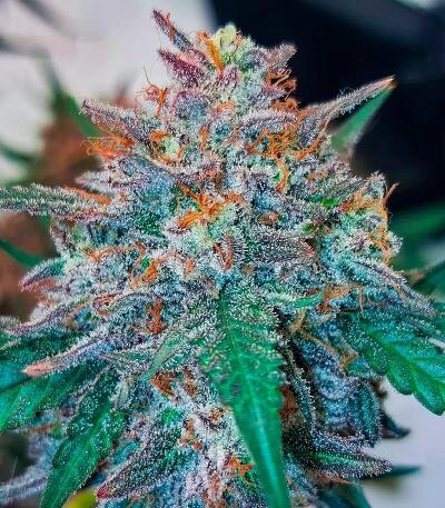 Семена сорта Ultimate Bubba Auto fem (Семяныч)
