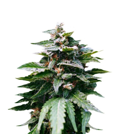 Семена сорта Karibeña (Karibbean Mango) fem