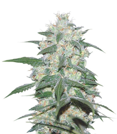 Микс семян конопли Indica Pure Origin Collection 8 (World of Seeds)