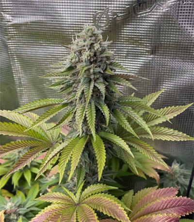 Семена сорта Gorilla Melon fem (FastBuds)