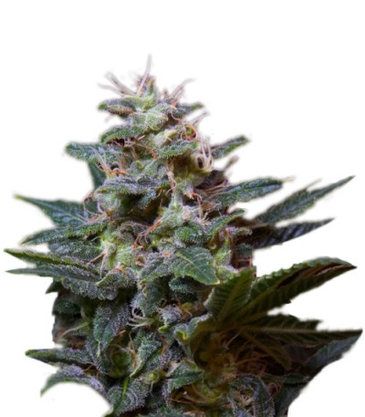 Семена сорта Sweet Purple fem (Paradise Seeds)