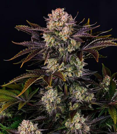 Семена сорта Frostbanger Auto F4 fem (FastBuds)