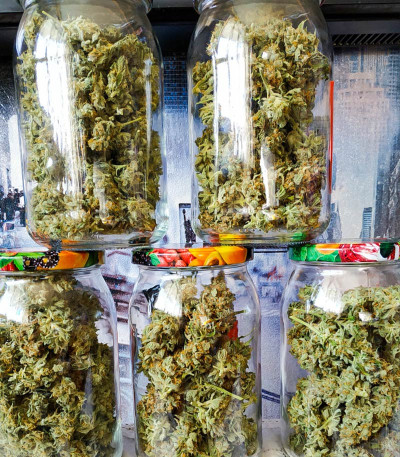 Семена сорта Amnesia Lemon Auto fem (Семяныч)