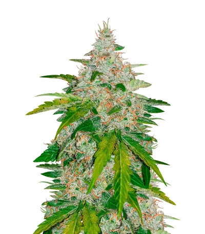 Семена сорта Six Shooter Auto fem (FastBuds)