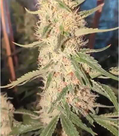 Семена сорта Cafe Racer (Blimburn Seeds)