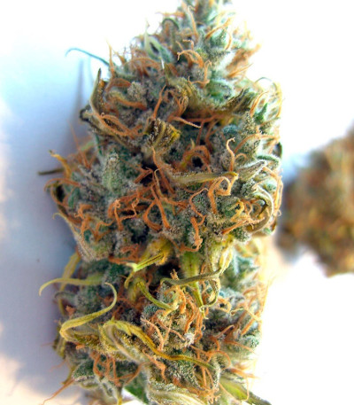 Семена сорта Wappa fem (Paradise Seeds)