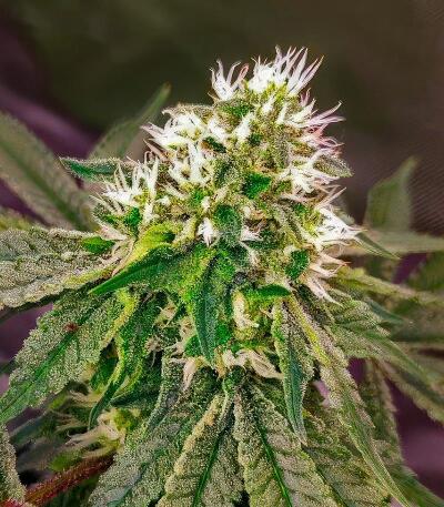 Семена сорта 50 Dragons fem (UKHTA)