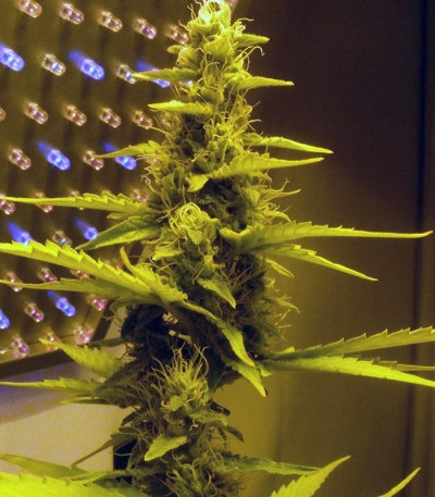 Семена сорта 60 Day Wonder - Autoflower fem