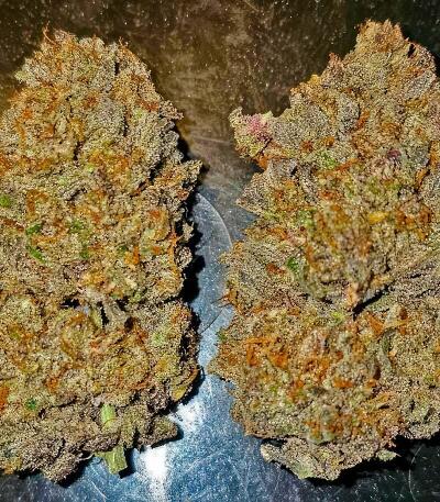 Семена сорта Guava Auto RF3 fem (FastBuds)