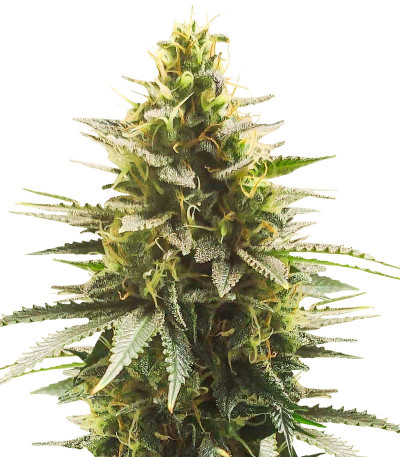 Семена сорта Gelato #33 Fast (Advanced Seeds)
