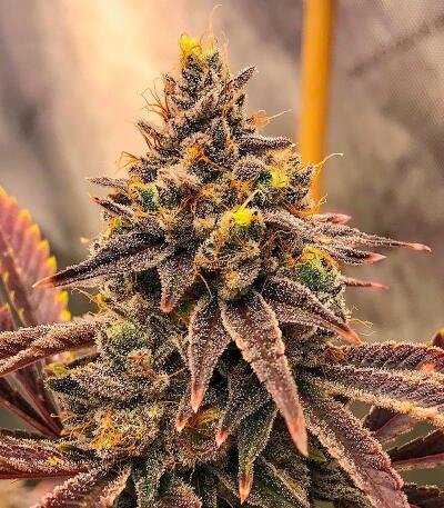 Семена сорта 10TH Planet R1 fem (Ethos Genetics)