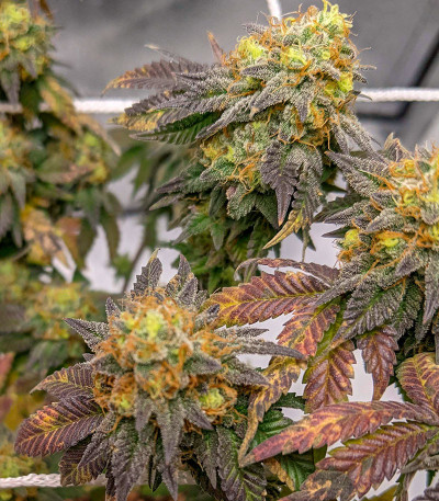 Семена сорта Bubba Cookies Auto fem (Семяныч)