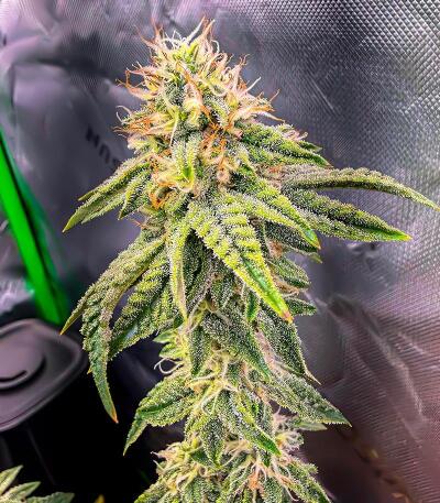Семена сорта OG Kush Auto fem (Семяныч)