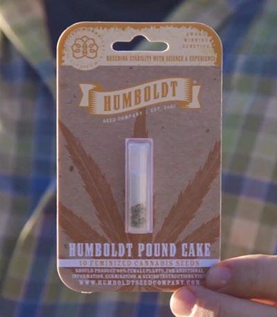 Семена сорта Humboldt Pound Cake fem (Humboldt Seed Company)