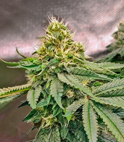 Семена сорта 50 Dragons fem (UKHTA)