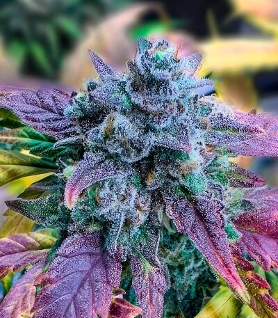 Семена сорта Guava Auto RF3 fem (FastBuds)