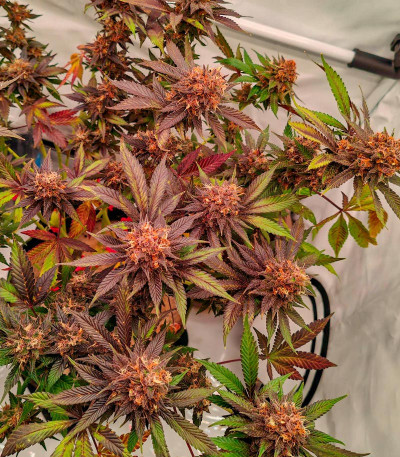 Семена сорта Purple Punch X Lemon Drizzle fem от Barney's Farm