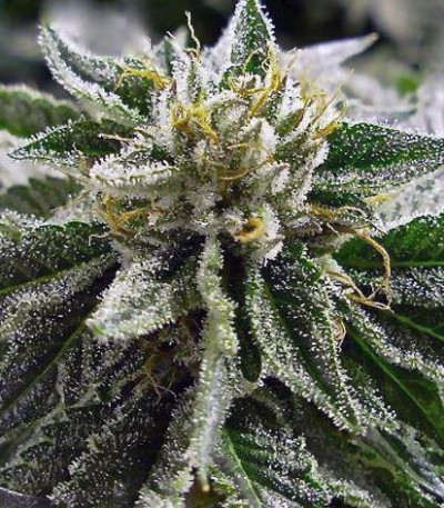 Семена сорта Canadian Kush fem