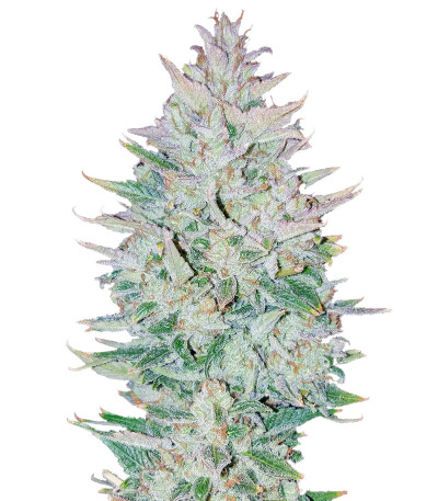 Семена сорта Original Auto OG Kush fem (FastBuds)