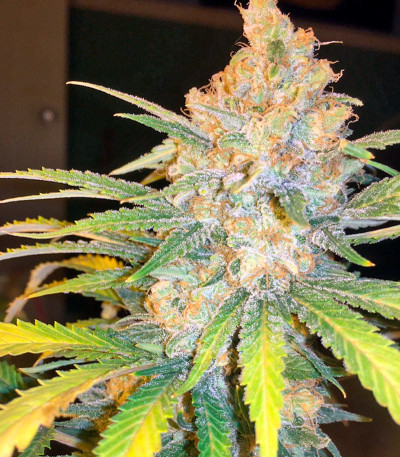 Семена сорта Aurora Indica fem (Nirvana Seeds)