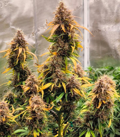 Семена сорта Papaya Zoap Auto fem (Sweet Seeds)