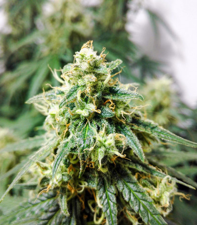 Семена сорта Six Shooter Auto fem (FastBuds)