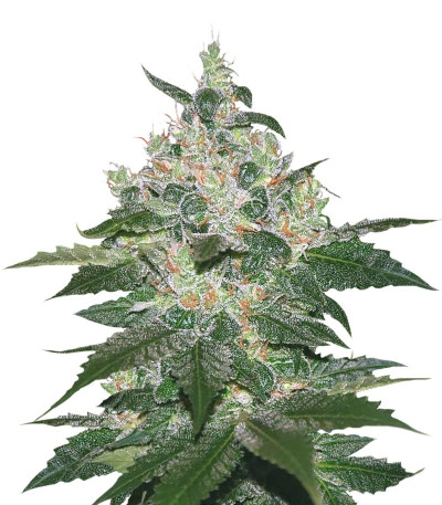 Микс семян конопли Indica Pure Origin Collection 8 (World of Seeds)